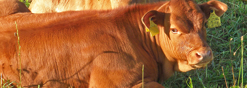 Weiderind / Hotzenwald Online