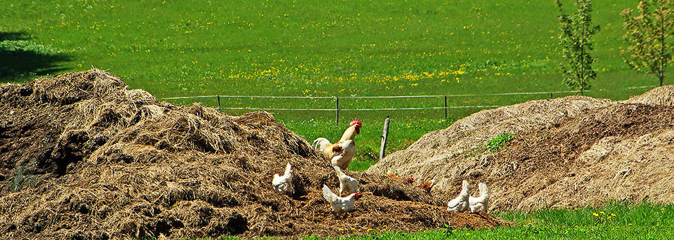 Hühnereier / Hotzenwald Online