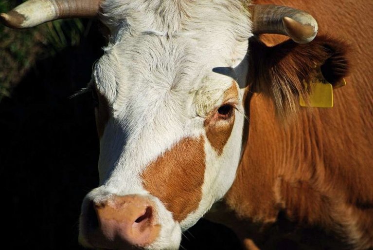 Hotzenwald Online / Tourismus / Ferien auf dem Bauernhof