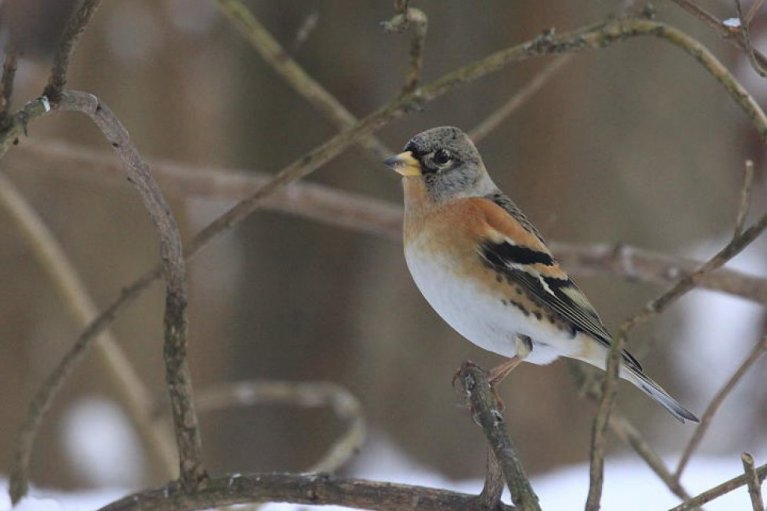 Einer der Millionen Bergfinken, die bei uns zu Gast waren.