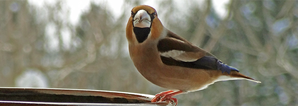 Kernbeisser / Hotzenwald Online